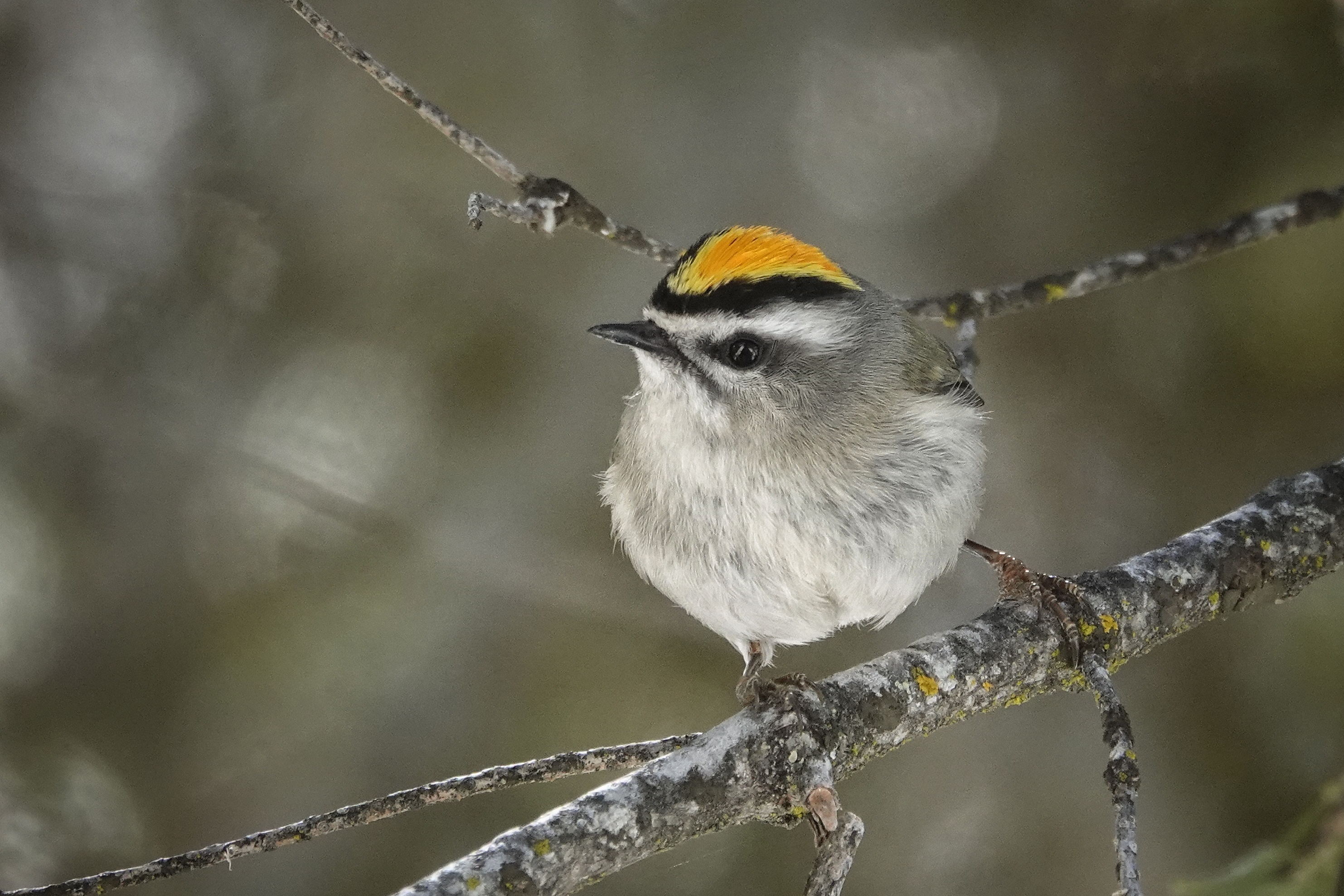 Oiseau dans la neige au pied des séquoias